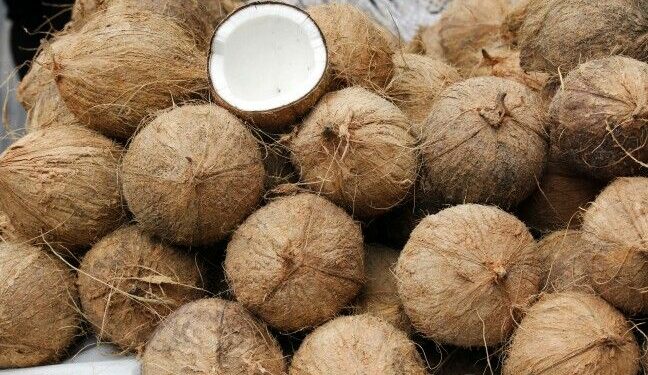 Interceptan casi 20.000 cocos rellenos de cocaína líquida