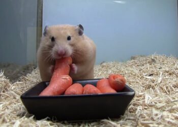 Pena de muerte a más de 2 mil hámsteres en Hong Kong por brote de coronavirus