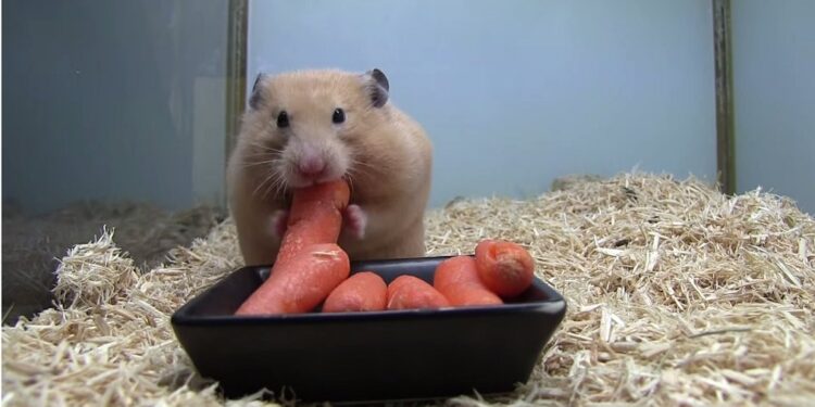 Pena de muerte a más de 2 mil hámsteres en Hong Kong por brote de coronavirus