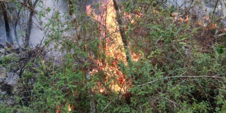 Enero y junio meses en que empiezan los fuegos forestales en República Dominicana