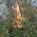 Enero y junio meses en que empiezan los fuegos forestales en República Dominicana