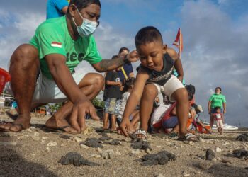 Liberan a su hábitat natural a 43 tortugas gigantes criadas en cautiverio en islas Galápagos