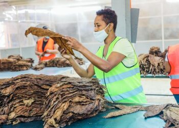 RD rompe récord de exportación de tabaco en 2021 con US$1,236 millones de dólares