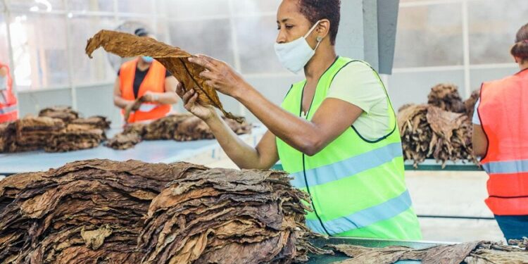 RD rompe récord de exportación de tabaco en 2021 con US$1,236 millones de dólares