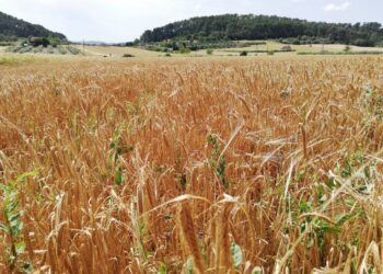 La cotización del trigo y el maíz retrocede tras repuntar el jueves