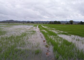 Revelan 395 parcelas de arroz y plátanos afectadas por lluvias en Montecristi