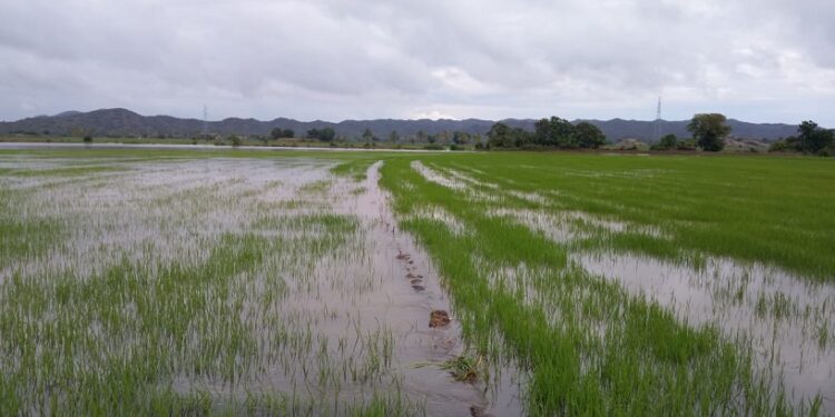 Revelan 395 parcelas de arroz y plátanos afectadas por lluvias en Montecristi