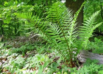 Cómo evolucionaron las plantas para colonizar la tierra firme