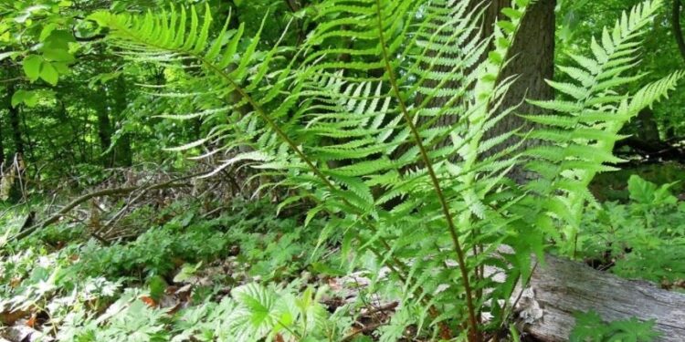 Cómo evolucionaron las plantas para colonizar la tierra firme