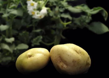 El complejo genoma de la patata ha sido finalmente secuenciado