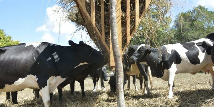 MI y PN disponen crear Unidad Anticuatreros ante ola de robo de ganado en SFM