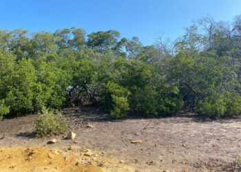 Identifican puntos para restauración de manglares en Montecristi