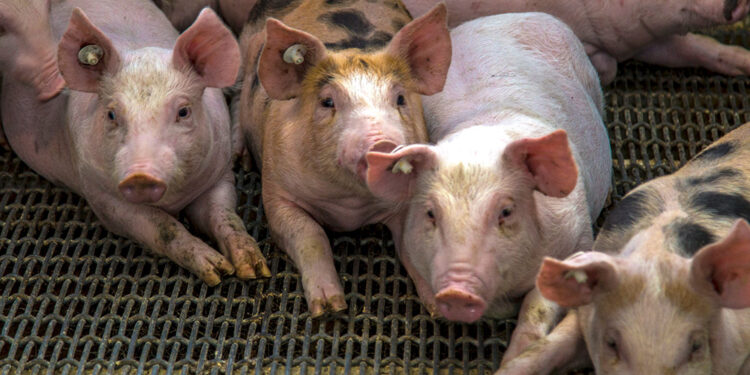 IICA apoya acciones de Haití, RD y EEUU contra la peste porcina africana en el hemisferio