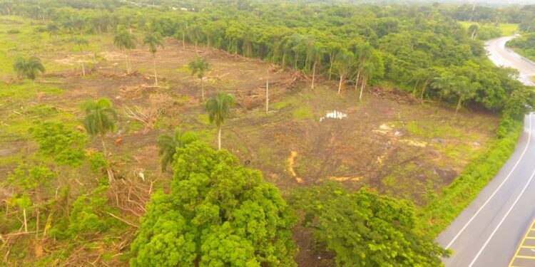 Someten empresa por el corte de cientos de árboles en violación a la Ley ambiental