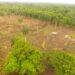 Someten empresa por el corte de cientos de árboles en violación a la Ley ambiental