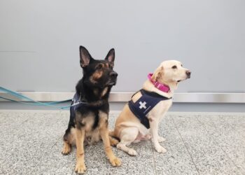 Como los perros olfateadores pueden detectar el coronavirus de forma fiable