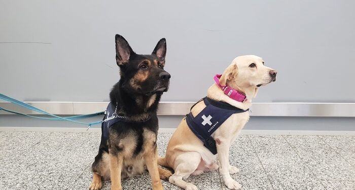 Como los perros olfateadores pueden detectar el coronavirus de forma fiable