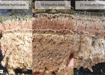 Notable resiliencia microbiana a los huracanes en ecosistemas costeros