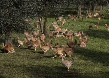 Baja en precios de alimentos alivia a países consumidores