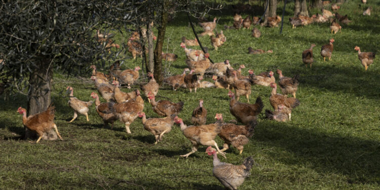 Baja en precios de alimentos alivia a países consumidores