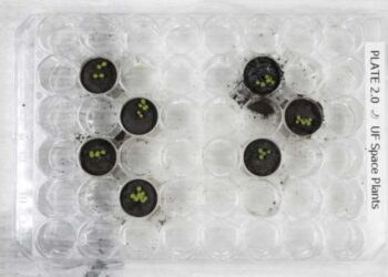 Científicos logran cultivar plantas en suelo traído de la Luna