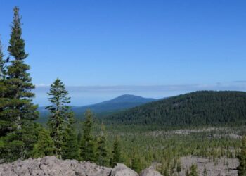 Descubrimiento plantea otra forma de ver el crecimiento de los árboles 