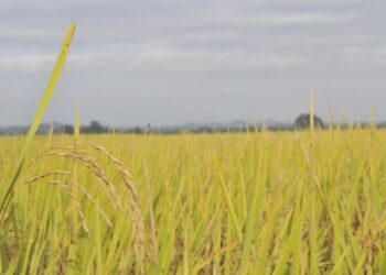 Procesan a diez productores de arroz por contaminación atmosférica en La Vega