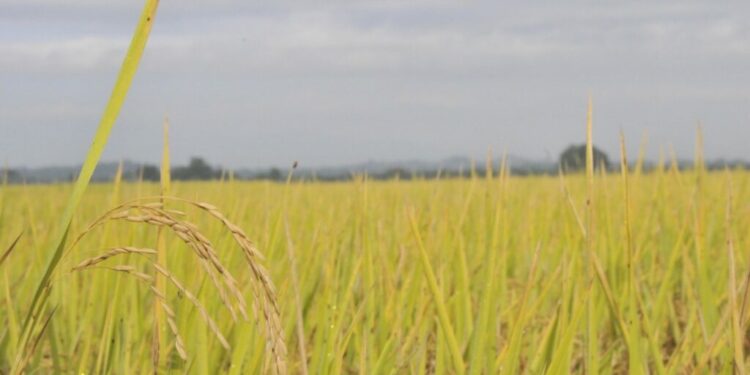 Procesan a diez productores de arroz por contaminación atmosférica en La Vega