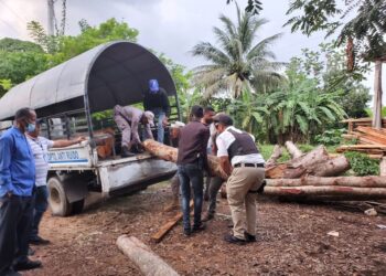 Procuraduría Ambiental ocupa más de 200 troncos tras allanar aserraderos