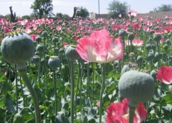 La legalización de la marihuana aumenta el consumo de drogas