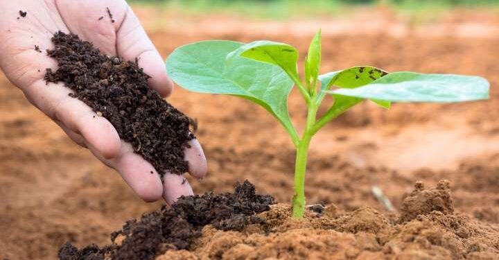 Proyecto de ley en NY para convertir cadáveres humanos en abono de la tierra