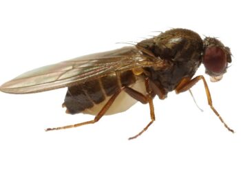 Estudio descarta las moscas y cucarachas transmitan el coronavirus a las personas
