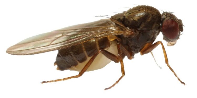 Estudio descarta las moscas y cucarachas transmitan el coronavirus a las personas