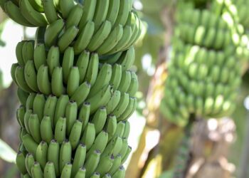 Buenas noticias! Un almidón presente en alimentos preferidos por dominicanos puede prevenir el cáncer