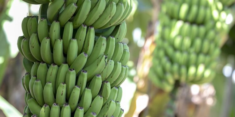 Buenas noticias! Un almidón presente en alimentos preferidos por dominicanos puede prevenir el cáncer