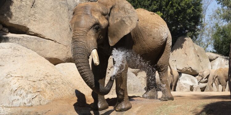 Nuevas pistas sobre por qué los elefantes apenas tienen cáncer