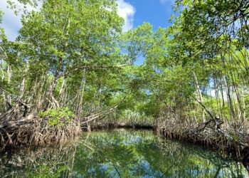 Alerta ecológica: Las especies de la flora y la fauna en peligro en República Dominicana