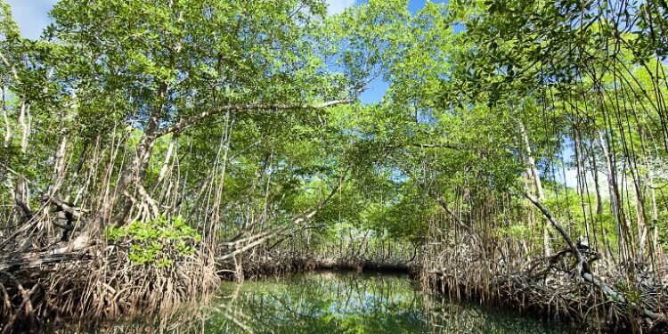 Alerta ecológica: Las especies de la flora y la fauna en peligro en República Dominicana
