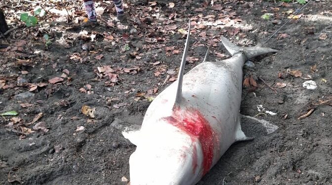 Medio Ambiente actúa contra granja porcina y por muerte de tiburón blanco