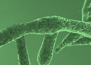 El Ácido Ribonucleico ARN es el mensajero del ADN