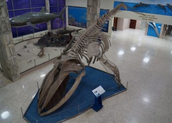 Revista del Museo de Historia Natural trae novedades científicas de RD