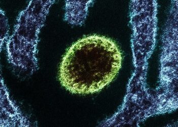 Un nuevo virus zoonótico ha infectado a 35 personas en dos provincias chinas 