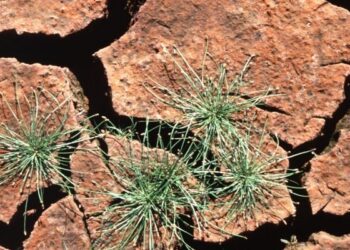 La verdolaga tiene la clave para los cultivos resistentes a la sequía