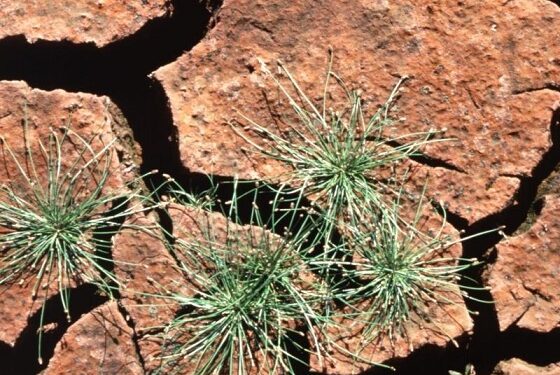 La verdolaga tiene la clave para los cultivos resistentes a la sequía