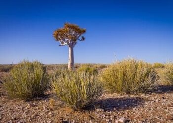 Los ecosistemas áridos son el futuro de los sistemas templados