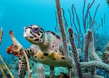 The Nature Conservancy anuncia su tercera conversión de deuda global en Barbados