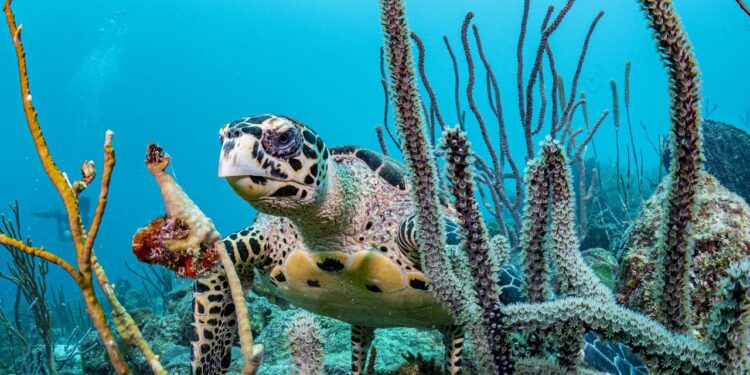 The Nature Conservancy anuncia su tercera conversión de deuda global en Barbados