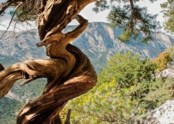 Del árbol torcido y sus nudos