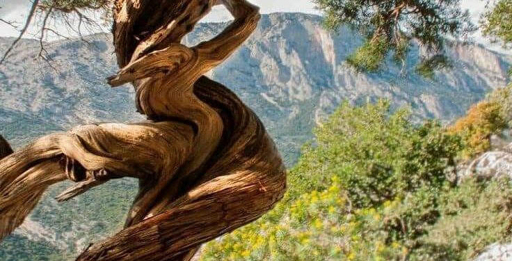 Del árbol torcido y sus nudos