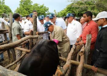 Con inversión de RD$ 700 millones, Gobierno inicia mejoramiento de la Ganadería 
